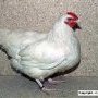La poule Charollaise